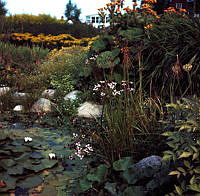 Blommor vid damm, Källhagen. Värdshuset skymtar i fonden.