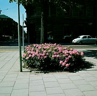 Rhododendron-plantering i Karlavägsallén vid korsningen av Sibyllegatan.