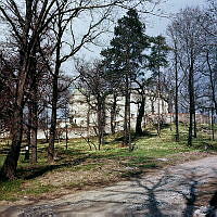 Skogsslänt med vitsippor söder om Thielska Galleriet. Museet skymtar bakom träden.