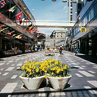 Blomsterurnor med påskliljor på Sergelgatan. Vy norrut.