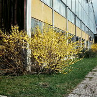 Tennisstadion; blommande forsythia vid västra hallens södra fasad.