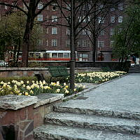 Plantering med påskliljor i parkområde vid Borgarskolan (nuv. Ellen Keys Park). Buss 607 på Karlavägen, i fonden kv. Skatan.