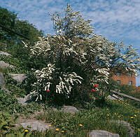 Blommande brudspirea i Observatorielunden. Stadsbiblioteket skymtar i fonden.