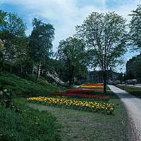 Blommande tulpaner planterade strax nordost om Roslagstull. Vy längs Valhallavägen åt sydost.