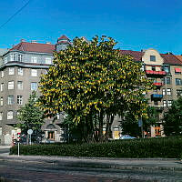 Blommande gullregn på Jarlaplan. Vy åt väster mot kv. Muraren. Denna del av Jarlaplan är sedan 1994 bebyggd (kv. Träskfloden).