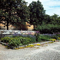 Plantering med bl.a. lupiner belägen söder om Tekniska Museet.