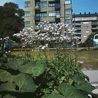 Blommande parksallat vid Norr Mälarstrands strandpromenad. I bakgrunden Norr Mälarstrand 64 i kv. Jaktvarvet.