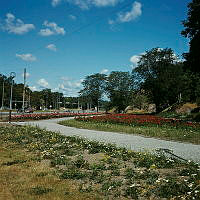 Rosenplanteringar öster om Roslagstull (nuv. Roslagsparken). I fonden Roslagsvägen norrut.