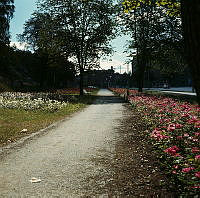 Rosenrabatter öster om Roslagstull (nuv. Roslagsparken). Vy åt sydost längs Valhallavägen.