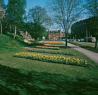 Tulpanplanteringar i parkområde (nuv. Roslagsparken) öster om Roslagstull. Vy längs Valhallavägen åt SO in mot stan.