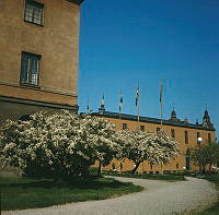 Blommande prydnadsäpple vid Historiska Museet. Vy mot entrébyggnaden.