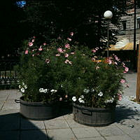 Blomsterurnor med rosenskära vid Berzelii Parks nordöstra hörn. Vy mot Hamngatan.