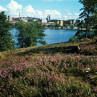 Blommande ljung på Nybohovsberget i Liljeholmen. Vy mot sjön Trekanten och, i fonden, Högalidskyrkan.