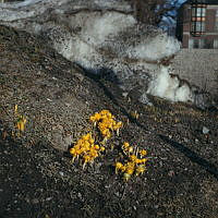 Krokus, vintergäck och snödroppar framför Naturhistoriska riksmuseets södra fasad. Vy åt öster.