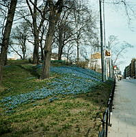 Scilla på Floras kulle i Humlegården. Vy norrut längs Sturegatan. I bakgrunden kontorsbygge i kv. Lönnen.