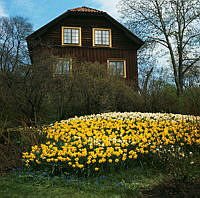 Skansen. Blommor i slänten framför Röda Längans södra gavel.