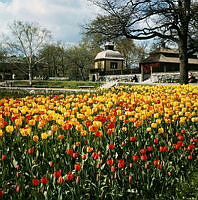 Blommande tulpaner på Skansen. Vy åt nordväst. I bakgrunden Skogaholms Herrgårds västra paviljong och flygel.