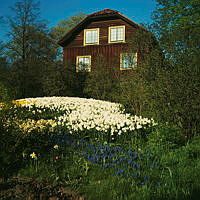 Skansen. Blommor i slänten framför Röda Längans södra gavel.