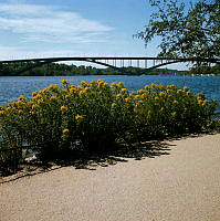 Blommor vid Norr Mälarstrands promenadväg. Vy mot Västerbron.