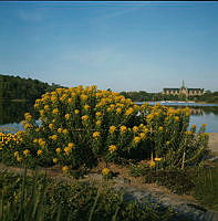 Blommor (Euphorbia) vid Källhagens trädgård. Vy åt väster, i fonden Nordiska Museet.