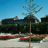 Rosenplanteringar i Kungsträdgården. I bakgrunden husen vid Kungsträdgårdsgatan 16-20.