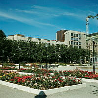 Rosenplanteringar i Kungsträdgården. I bakgrunden Sverigehuset.