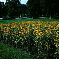 Blommor (Rudbeckia) i sydvästra delen av Humlegården.