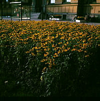 Blommor (Rudbeckia) i Humlegården. Entrén till Kungliga Biblioteket i bakgrunden.