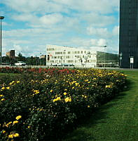 Rosor i Sveaplansrondellen. I bakgrunden Wenner-Gren Center.