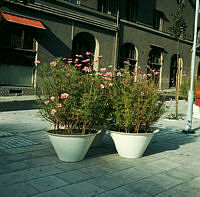 Urnor med blommande rosenskära på Eriksbergsplan, sedda mot Eriksbergsgatan 46.