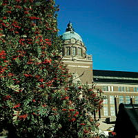 Rönn med bär framför Naturhistoriska Riksmuseet.