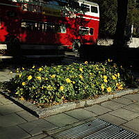 Plantering i Karlavägsallén vid korsningen av Engelbrektsgatan. Vy åt öster.