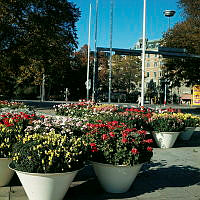 Blomsterurnor med olika blommor på Nybroplan. I bakgrunden Berzelii Park.