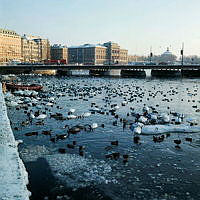 Fåglar på Strömmen. Vy från Strömgatan mot Strömbron och Nationalmuseum.