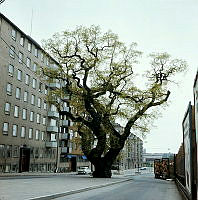 Eken i Oxenstiernsgatan. Vy åt norr.