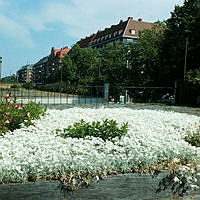 Plantering med silverarv på södra terrassen framför Stadsbiblioteket. Vy åt norr.