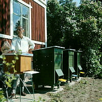 Skansen; bikupor vid Vaktstugans västra gavel.