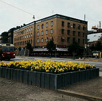 Plantering med lejongap vid Munkbroleden. På andra sidan gatan kv. Charon med konditori Rigi i bottenplanet. T.v. fronten av buss 53.