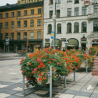 Blomsterurnor med blommande krasse på Norrmalmstorg.