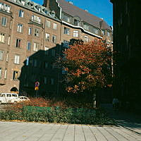 Höstlövat hagtornsträd med bär, sett från Karlavägen mot Östermalmsgatans början.