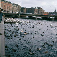 Fåglar på Strömmen. Vy mot Strömbron och Blasieholmen.