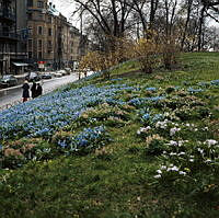 Floras kulle i Humlegården. T.v. Sturegatan söderut.