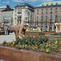 Nya planteringar anläggs i Kungsträdgården.