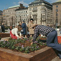 Nya planteringar anläggs i Kungsträdgården.