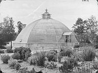 Bergianska trädgården, växthus.