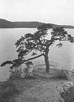 Strandmotiv från Brunnsviken vid Bergianska trädgården. Rund bänk med tall.