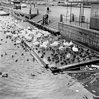 Norrström västerut från Strömbron. Strömgatan med trappa i kajen. I vattnet en flotte med fåglar.