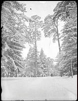 Uggleviksskogen på Norra Djurgården vintertid.