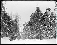 Uggleviksskogen på Norra Djurgården vintertid.