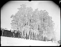 Vinterbild från Sophiahemmet.
